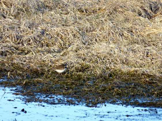 Kiildeer trying to sneak by