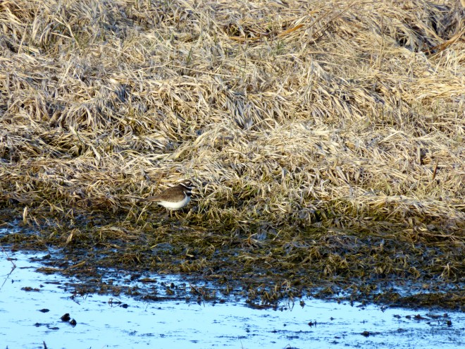 Kiildeer trying to sneak by