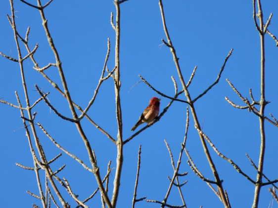 Purple Finch Singing Up a Storm