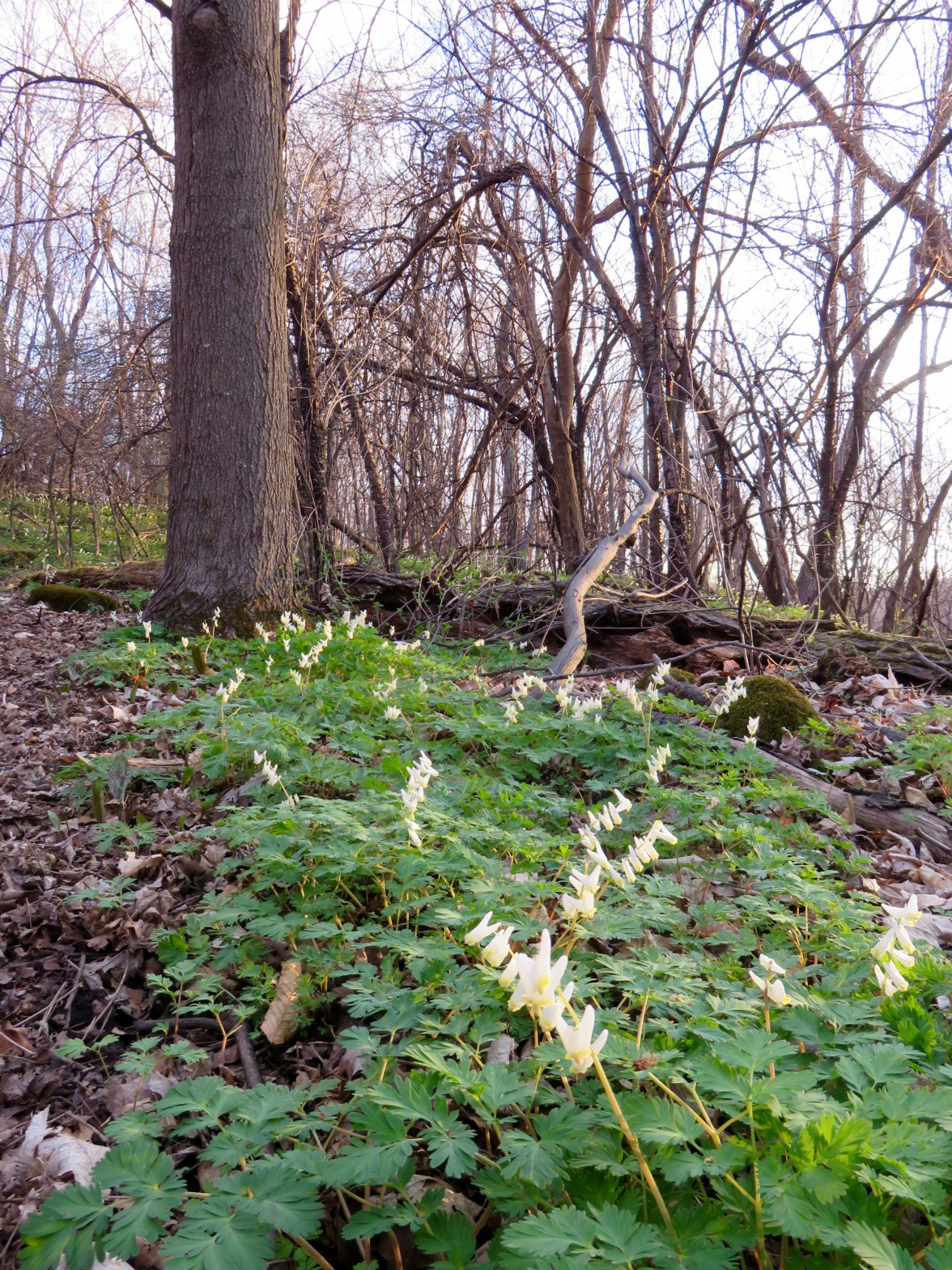 Dutchman's Breeches at Geprag's Community Park, Hinesburg