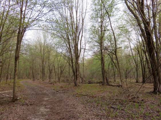 Leaves just emerging at MIssisquoi National Wildlife Refuge