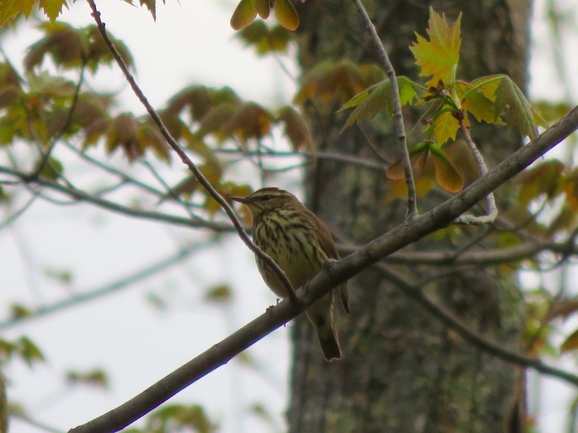 Northern Waterthrush at Missisquoi National Wildlife Refuge