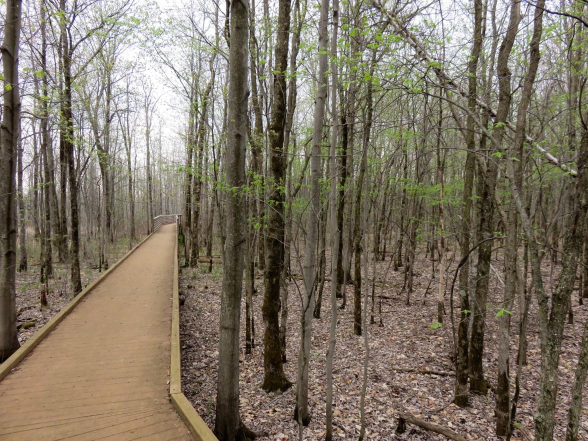 Boardwalk at Missisquoi National Wildlife Refuge