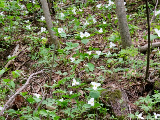 Trillium, Woodside Park, Colchester