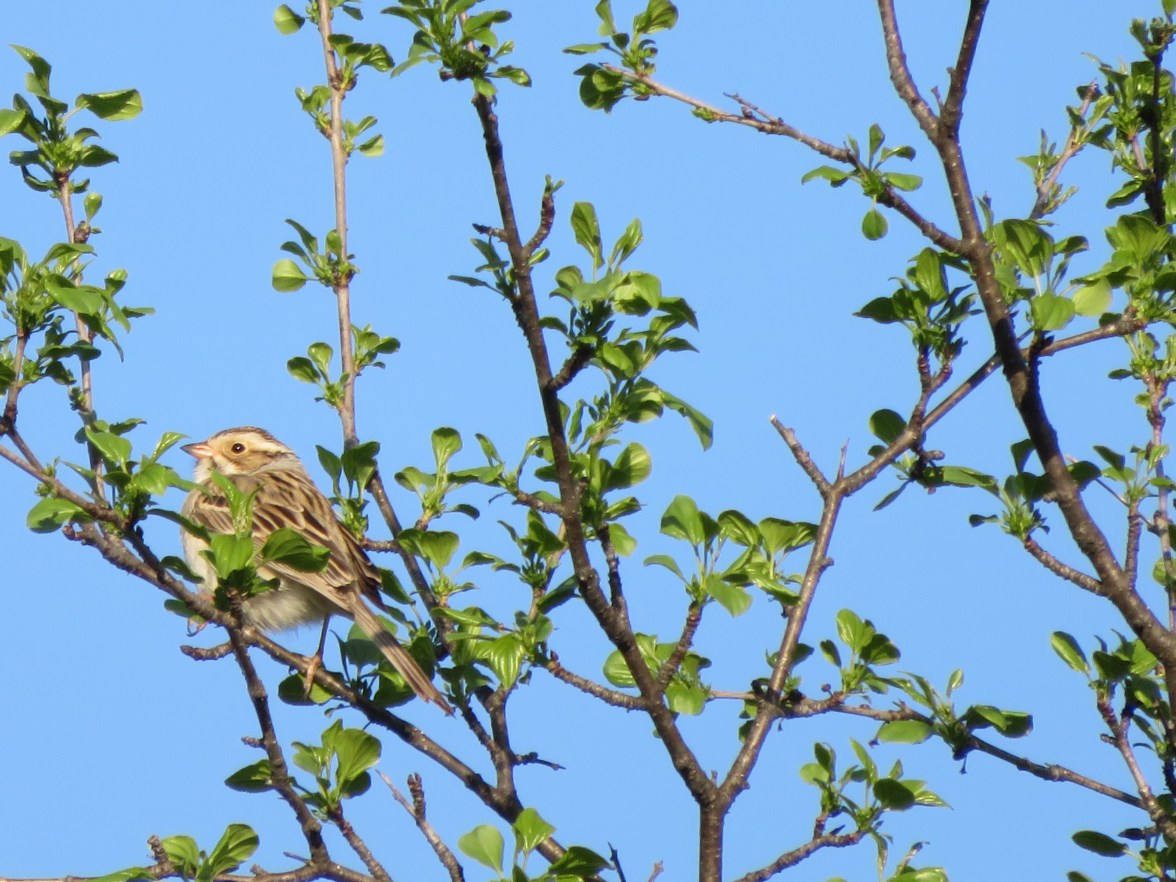 Clay-Colord Sparrow, a lifer for me, right in Hinesburg