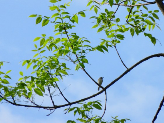 Golden-Winged Warbler welcoming the day with its buzzy song