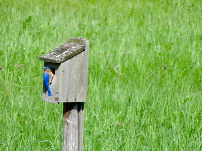 Eastern Bluebird