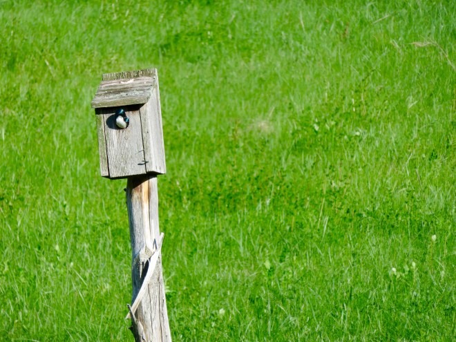 Tree Swallow