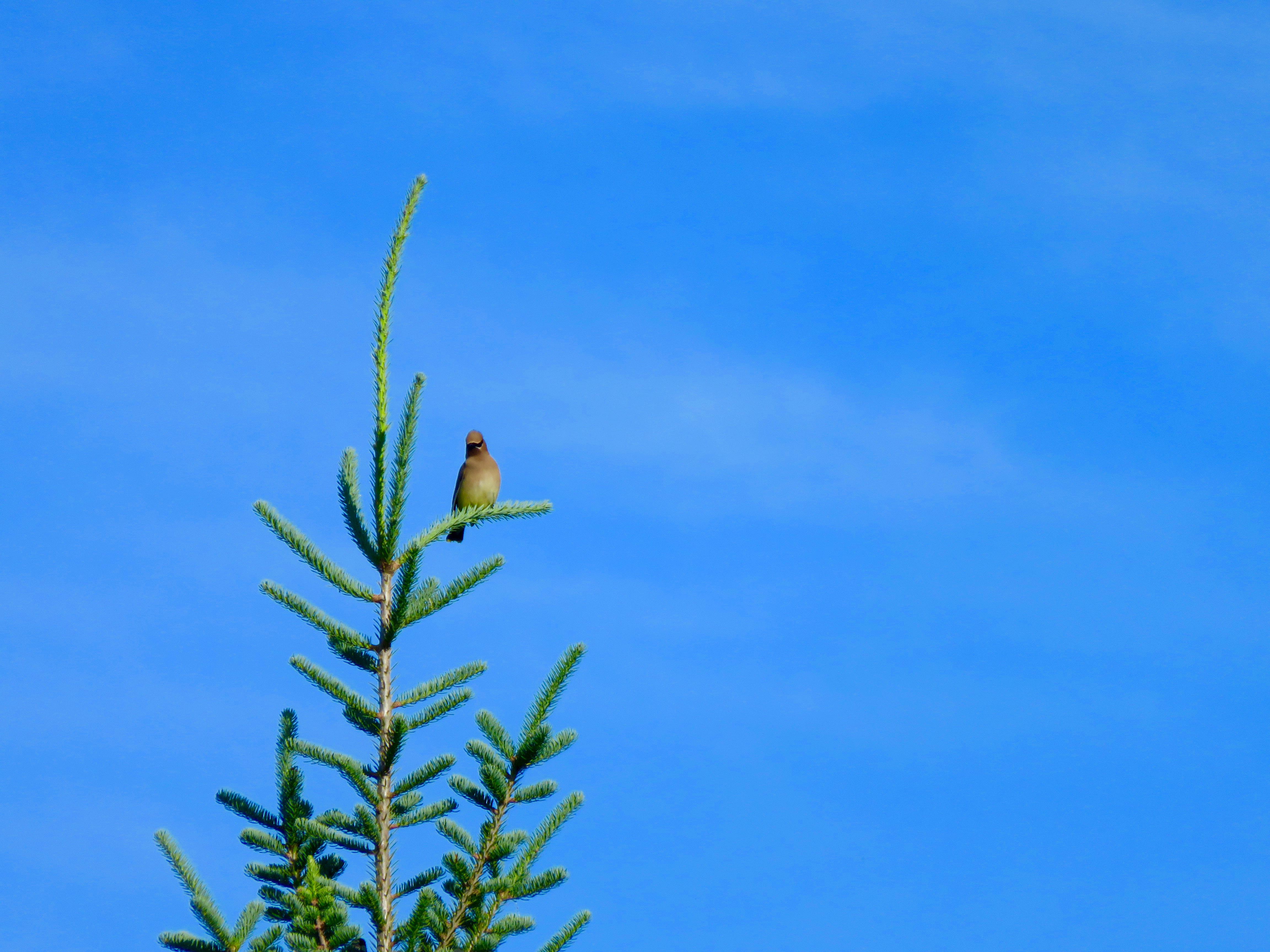 Cedar Waxwing, not hiding at all