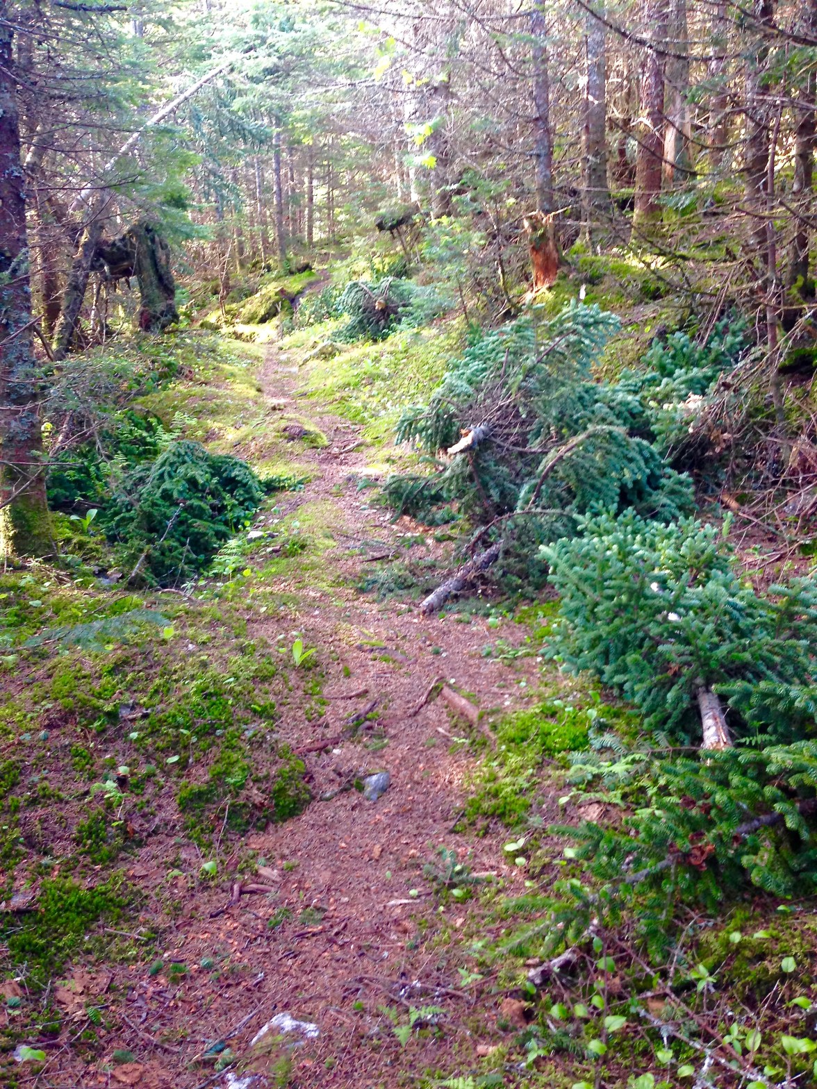 Tree tops everywhere!