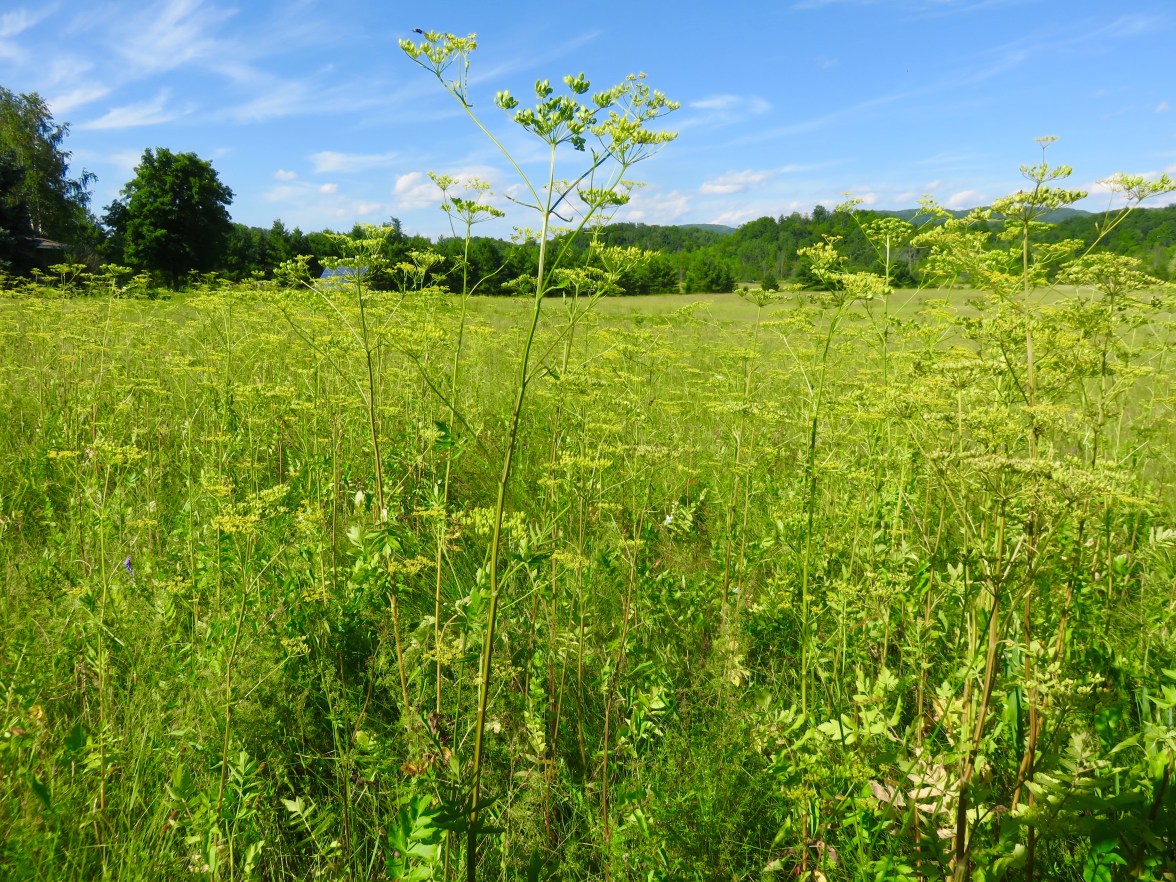 Wild parsnip, some of it eight feet tall