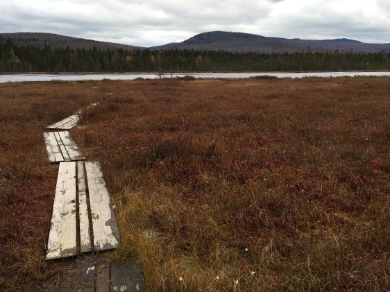 Moose Bog on a Gray Day with no Gray Jays