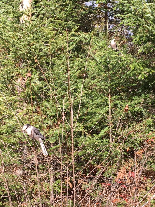 Gray Jays