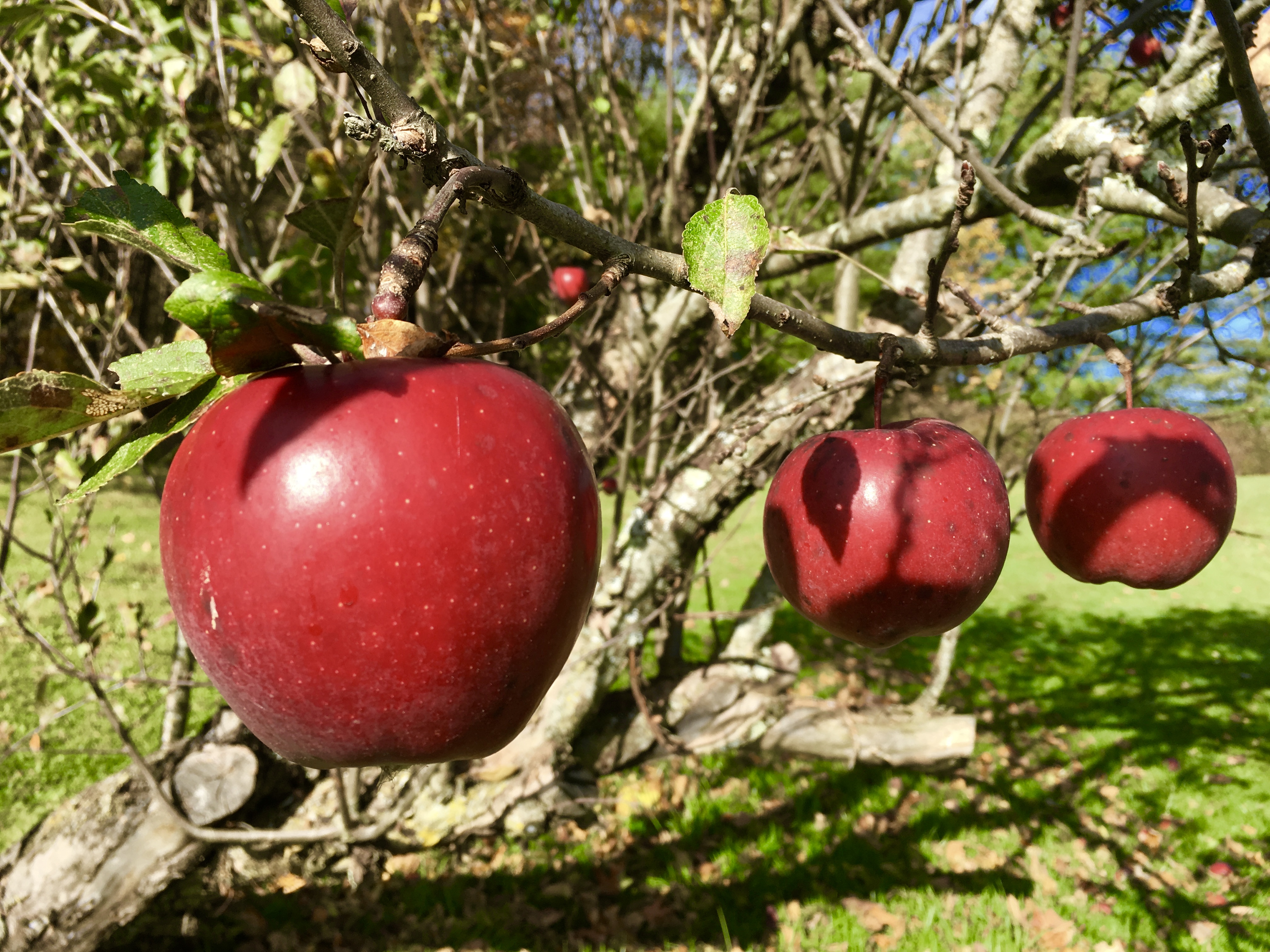 IMG_5686